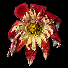 Red and Yellow Wilted Dahlia by Russ Martin (Color Photograph)