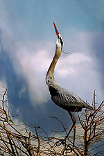 Heron Song by Melinda Moore (Color Photograph)