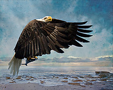 Fishing Eagle by Melinda Moore (Color Photograph)