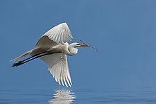 Serenity Egret by Melinda Moore (Color Photograph)