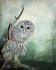 The Curious Owl by Melinda Moore (Color Photograph)