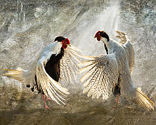 Silver Pheasants by Melinda Moore (Color Photograph)