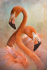 Flamingo Dancers by Melinda Moore (Color Photograph)