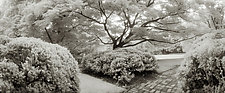 Japanese Maple - Dumbarton Oaks by Mel Curtis (Black & White Photograph)