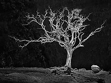 Burning Bush by Matt Anderson (Black & White Photograph)