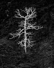 Burning Tree by Matt Anderson (Black & White Photograph)