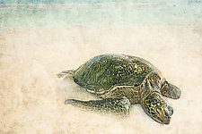 Sea Turtle I by Matt Anderson (Color Photograph)