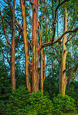 Painted Forest I by Matt Anderson (Color Photograph)