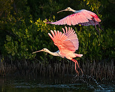Spoonbills of Lovers Key by Melinda Moore (Color Photograph)