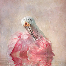 Rhapsody in Pink by Melinda Moore (Color Photograph)