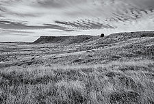 Tree & Sky - Eastern Wyoming by J.L. Rodman (Black & White Photograph)