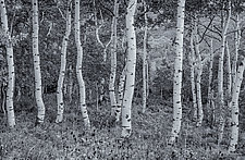 Crooked Aspens - Sundance, UT by J.L. Rodman (Black & White Photograph)