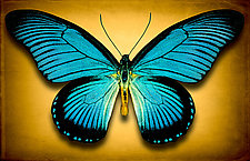 Papilio Zalmoxis No. 2 by Dario Preger (Color Photograph)
