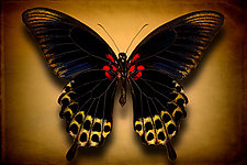Papilio Deiphobus (Underside) by Dario Preger (Color Photograph)