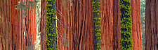 Giant Sequoias by Terry Thompson (Color Photograph)