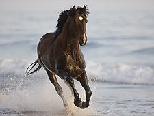 The Stallion Runs on the Beach by Carol Walker (Color Photograph)