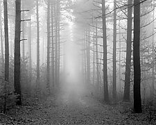 Path & Fog - Kettle Moraine by William Lemke (Black & White Photograph)