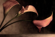 Three Callas by Richard Speedy (Color Photograph)