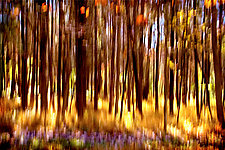 The Magic Forest by Richard Speedy (Color Photograph)