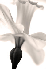Daffodil in Flight by Richard Speedy (Black & White Photograph)