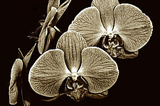 Floating Orchids by Barry Guthertz (Hand-Colored Photograph)