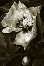 Our Peony by Barry Guthertz (Hand-Colored Photograph)