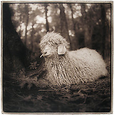 Angora Goat, 2001 by Janet Woodcock (Black & White Photograph)