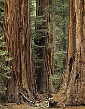 Three Sequoias by Will Connor (Color Photograph)