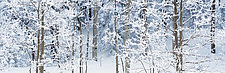 Aspens in Snow by Terry Thompson (Photography Color)
