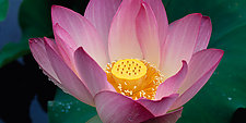 Lotus Blossom by Terry Thompson (Color Photograph)