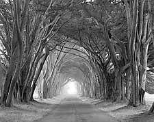 Arched Trees by William Lemke (Black & White Photograph)