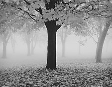 Maple Tree and Fog by William Lemke (Black & White Photograph)
