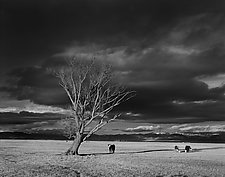 Tree and Cows by William Lemke (Black & White Photograph)