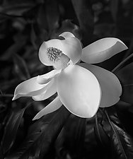 Magnolia Blossom by William Lemke (Black & White Photograph)