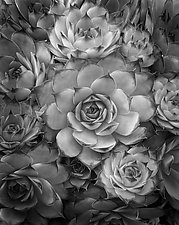Plants #1 France by William Lemke (Black & White Photograph)