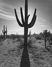 Saguaro #2 - AZ by William Lemke (Black & White Photograph)