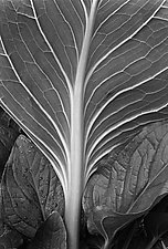 Skunk Cabbage by William Lemke (Black & White Photograph)