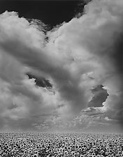 Sunflowers & Clouds by William Lemke (Black & White Photograph)