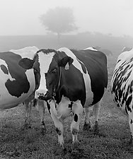 Three Cows and Fog by William Lemke (Black & White Photograph)