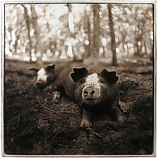 Ruffled Ears, 2004 by Janet Woodcock (Black & White Photograph)