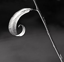 Last Leaf by Mike Cable (Black & White Photograph)
