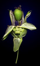 Passion Fruit by Raphael Sloane (Color Photograph)