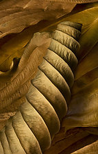 Hosta Leaves 9 by Ralph Gabriner (Color Photograph)