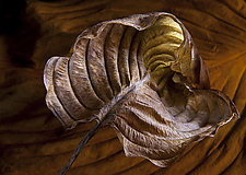 Hosta Leaves 2 by Ralph Gabriner (Color Photograph)