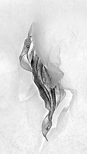 Hosta Leaves 7 by Ralph Gabriner (Black & White Photograph)