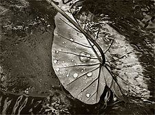 Taro Leaf by Geri Brown (Color Photograph)