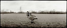 A Gaggle of Geese, 1985 by Mel Curtis (Black & White Photograph)