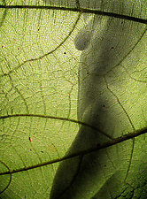 Green Leaf Nude by Michael Williams (Color Photograph)