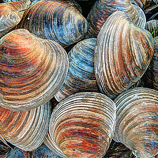 Clam Shells by Mike Cable (Color Photograph)
