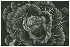 Cabbage by Barbara Stikker (Etching)